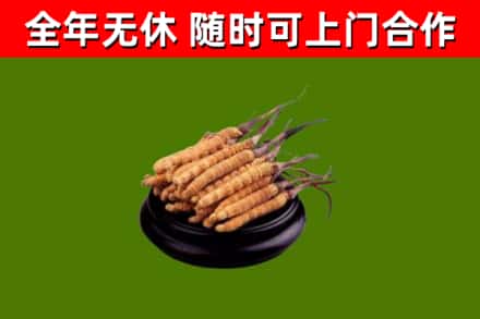 湾沚区烟酒回收冬虫夏草.jpg